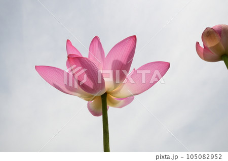 見事に咲き誇る蓮の花(愛西市 森川花はす田) 見事に咲き誇る蓮の花(愛西市 森川花はす田) 105082952