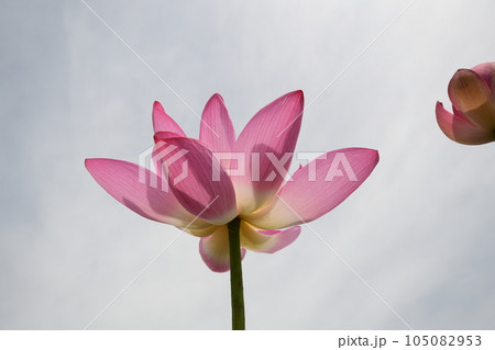 見事に咲き誇る蓮の花(愛西市 森川花はす田) 見事に咲き誇る蓮の花(愛西市 森川花はす田) 105082953