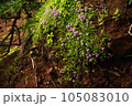 断崖に咲くイブキジャコウソウ群落 105083010