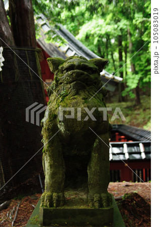 緑に覆われた神社の狛犬 105083019