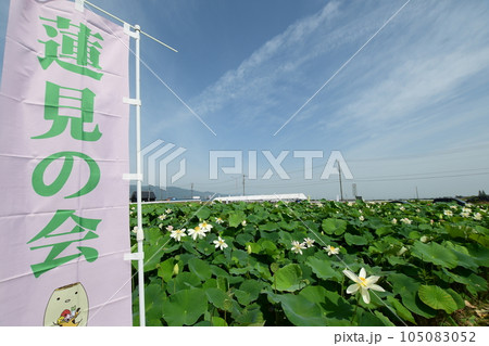 見事に咲き誇る白い蓮の花(愛西市 森川花はす田) 105083052
