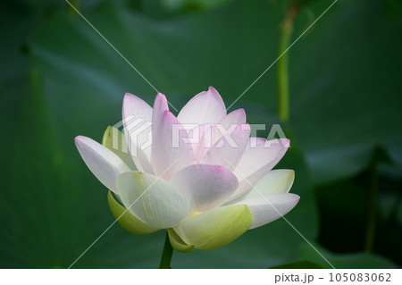 見事に咲き誇る白い蓮の花(愛西市 森川花はす田) 見事に咲き誇る白い蓮の花(愛西市 森川花はす田) 105083062
