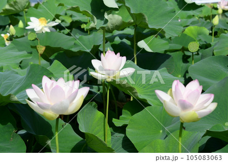 見事に咲き誇る白い蓮の花(愛西市 森川花はす田) 105083063