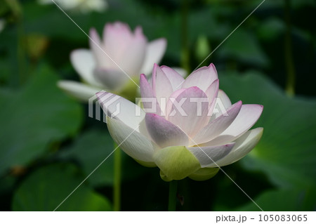 見事に咲き誇る白い蓮の花(愛西市 森川花はす田) 105083065