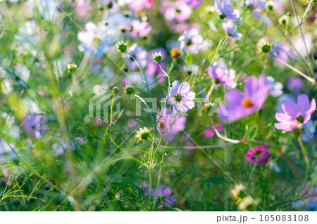 【秋素材】朝日を浴びる秋桜【長野県】 【秋素材】朝日を浴びる秋桜【長野県】 105083108