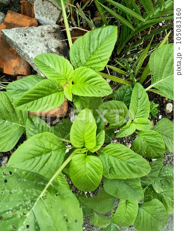 Close up of green amaranth plant  105083160