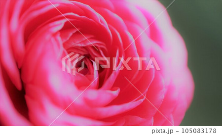 鮮やかなピンク色の薔薇　バラ　アップ　鮮やかな花の背景素材 105083178