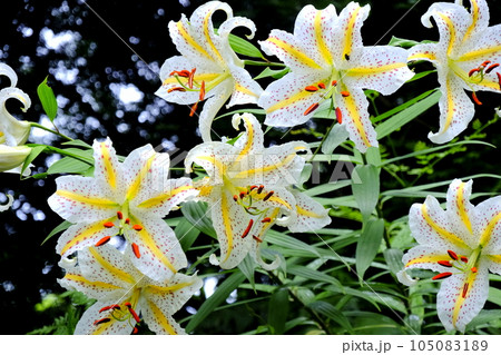 満開のヤマユリ 105083189