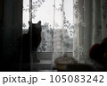silhouette of a cat on the windowsill behind the curtain 105083242