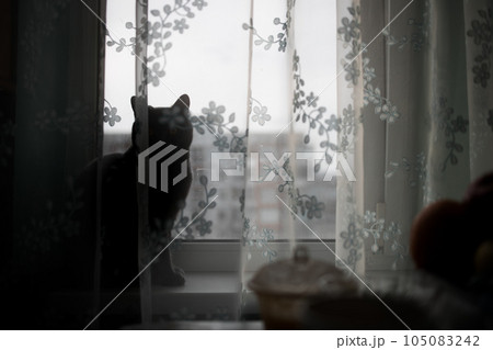 silhouette of a cat on the windowsill behind the curtain 105083242