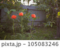 poppy flowers in the garden-field 105083246