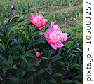 bush with pink peonies against a blurred background 105083257