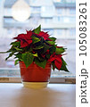 christmas poinsettia flower in flowerpot on white windowsill. 105083261