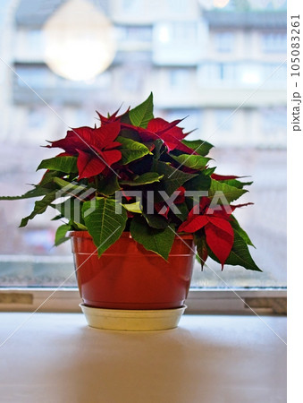 christmas poinsettia flower in flowerpot on white windowsill. christmas poinsettia flower in flowerpot on white windowsill. 105083261