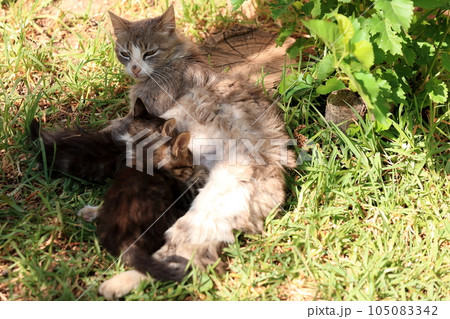 世界の猫 モロッコ 世界の猫 モロッコ 105083342