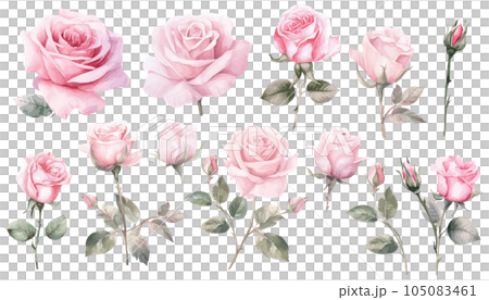 Watercolor painting of pink roses. Set of... - Stock Illustration ...