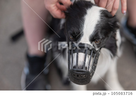 Woman walks 2 dogs. Close-up of female legs, border collie and bull terrier in muzzles and on leashes on a walk outdoors. Woman walks 2 dogs. Close-up of female legs, border collie and bull terrier in muzzles and on leashes on a walk outdoors. 105083716