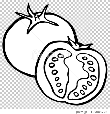 Tomato single item and cross section illustration line drawing 105083776
