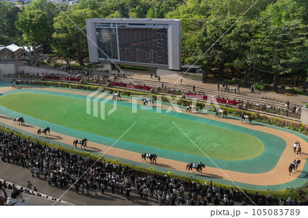 東京競馬場　パドック 105083789