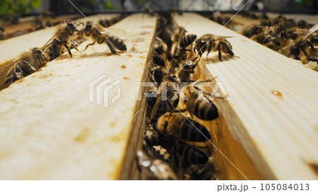 Bees swarming on honeycomb, extreme macro shot. Insects working beehive Bees swarming on honeycomb, extreme macro shot. Insects working beehive 105084013