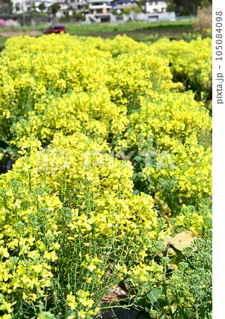 植物・ブロッコリー アブラナ科 埼玉県さいたま市 植物・ブロッコリー アブラナ科 埼玉県さいたま市 105084098
