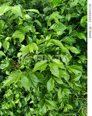 Close up of siberian elm plant Close up of siberian elm plant 105084116