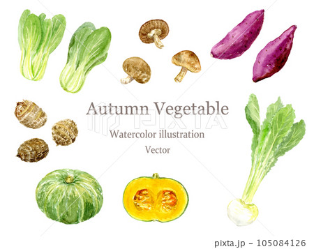 水彩で描いた秋野菜のイラストセット　ベクター 105084126