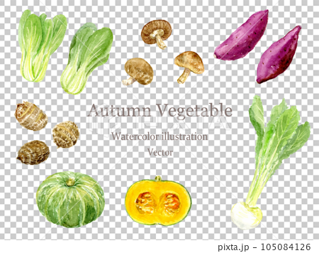 水彩で描いた秋野菜のイラストセット　ベクター 105084126