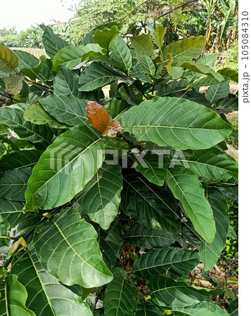 Close up of burflower tree plant  105084310