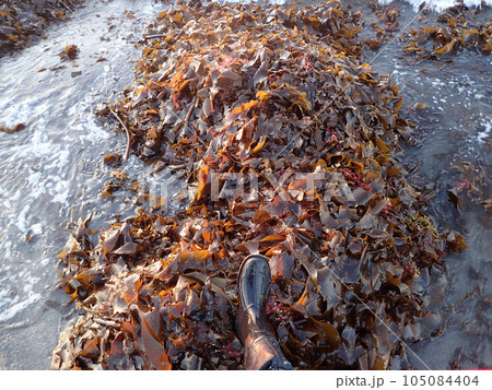 砂浜に打ち上がった大量のワカメ 105084404