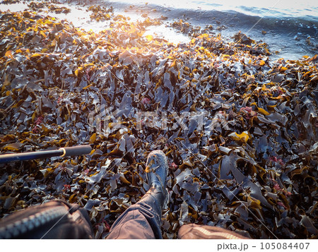 砂浜に打ち上がった大量のワカメ 105084407