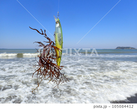 ルアーに引っ掛かった海藻 ルアーに引っ掛かった海藻 105084412