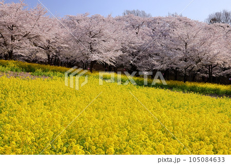 群馬県前橋市苗ヶ島町　青空の赤城南面千本桜の満開の菜の花畑とソメイヨシノ並木 105084633