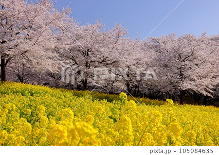 群馬県前橋市苗ヶ島町 青空の赤城南面千本桜の満開の菜の花畑とソメイヨシノ並木 群馬県前橋市苗ヶ島町 青空の赤城南面千本桜の満開の菜の花畑とソメイヨシノ並木 105084635