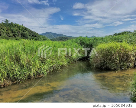 山城日本一の月山富田城下を流れる夏の富田川 山城日本一の月山富田城下を流れる夏の富田川 105084938