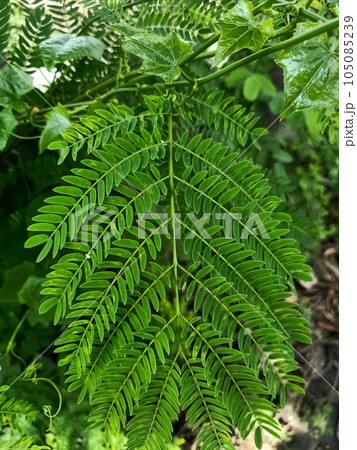Close up of white leadtree plant  105085239
