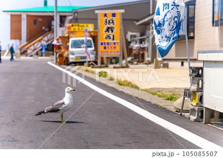 マグロ串焼を狙う 大間のウミネコ 人慣れ かわいい マグロ串焼を狙う 大間のウミネコ 人慣れ かわいい 105085507