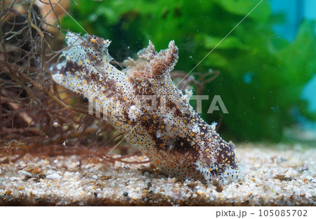 ヒカリウミウシ 105085702