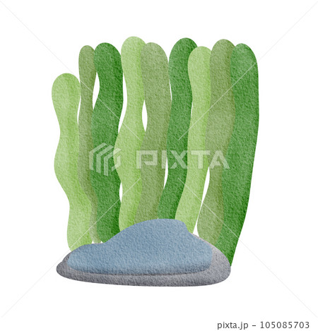 Seaweed Seaweed 105085703