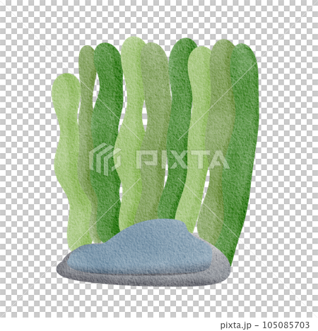 Seaweed Seaweed 105085703