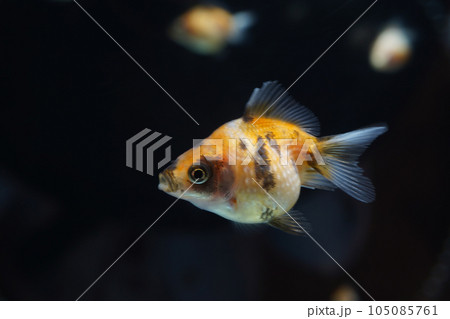 ピンポンパール ピンポンパール 105085761