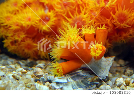 ジュウジキサンゴ 105085810