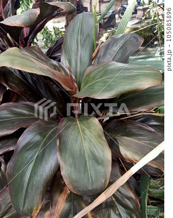 Close up of ti plant  105085896