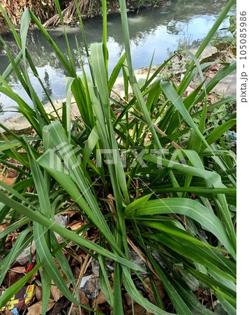 Close up of eastern gamagrass plant  105085986