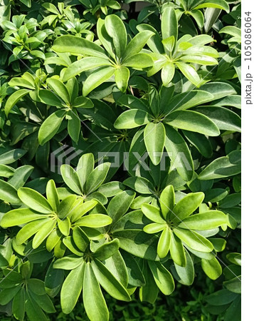 Close up of dwarf umbrella tree plant  105086064