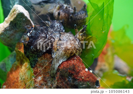 アメフラシ アメフラシ 105086143