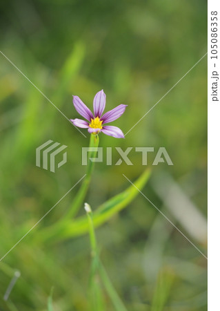 ニワゼキショウの小さな花 105086358