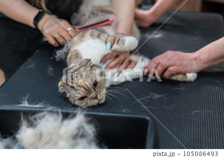 Women are combing a striped gray cat. Fast shedding service in the grooming salon. 105086493