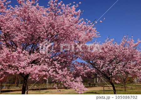 群馬県前橋市苗ヶ島町　赤城南面千本桜があるみやぎ千本桜の森の世界の桜ゾーンの英国品種アーコレード 105086702
