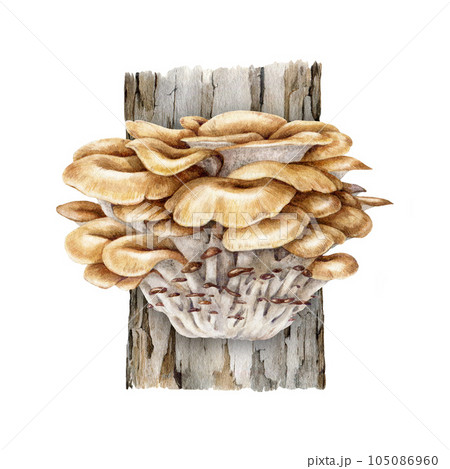 Maitake mushroom growing on a tree trunk. Watercolor illustration. Hand painted Grifola frondosa fungi. Maitake fresh mushrooms on a tree. Hand drawn natural image. Isolated on white background 105086960
